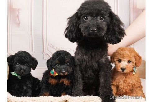 成約済の神奈川県のトイプードル-252758の5枚目